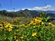 Bocchetta di Budria-Monte Azzaredo ad anello fiorito-10lu22 - FOTOGALLERY